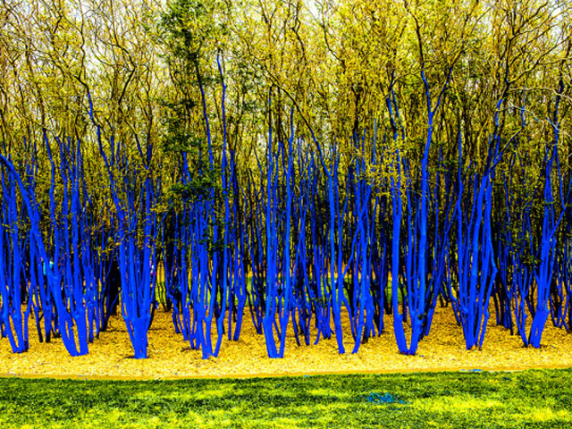 The Blue Trees